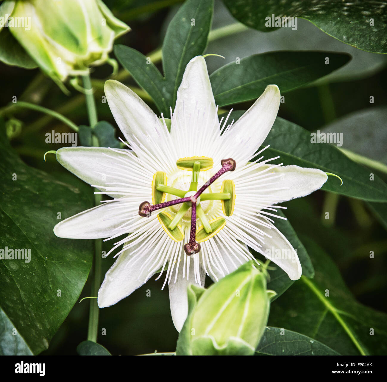 Foto macro di Passiflora foetida fiore nel giardino botanico. Natura scena. La bellezza della natura. Foto Stock