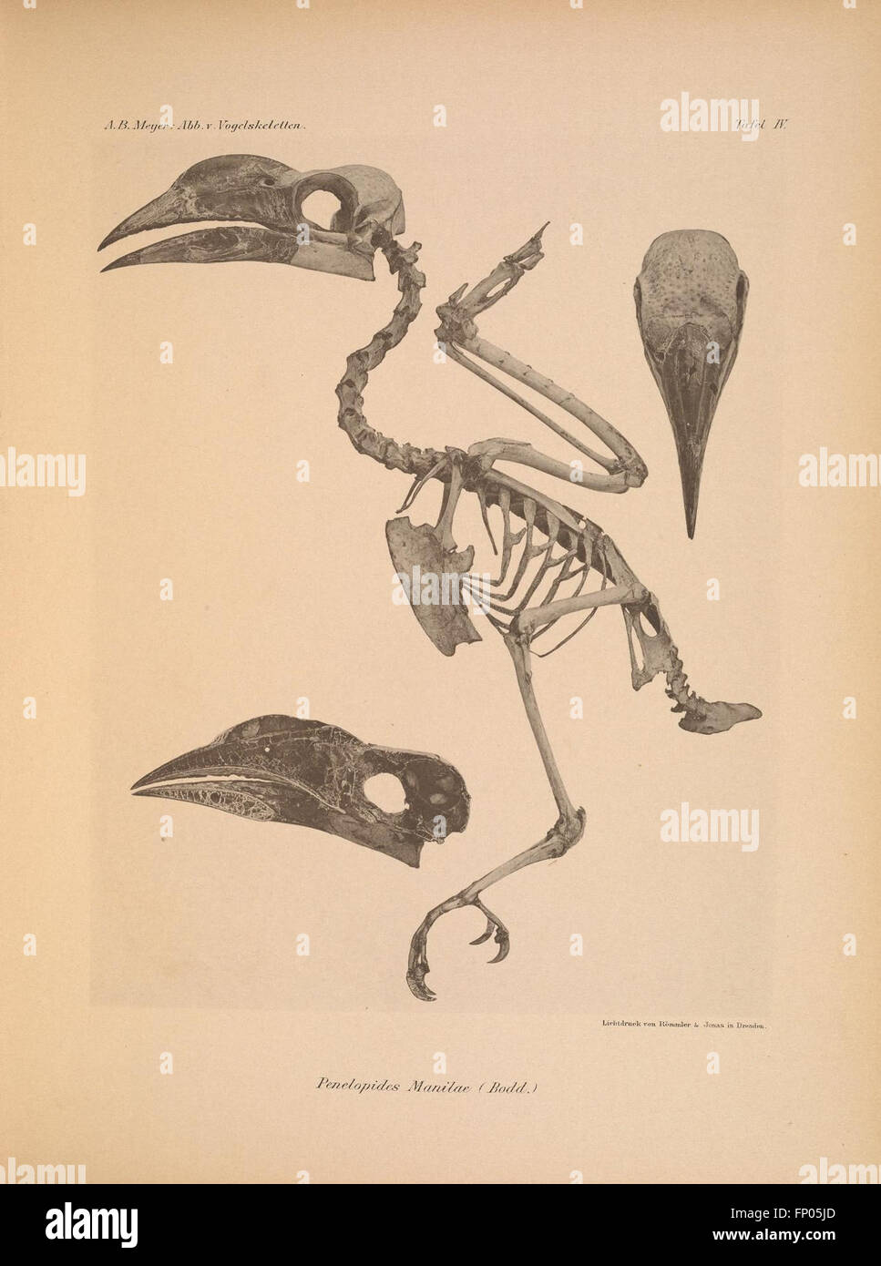 "Abbildungen von Vogel-Skeletten" (piastra IV) è un'illustrazione di scheletri di uccelli, che contribuiscono allo studio dell'anatomia aviaria e della biologia comparata. Foto Stock