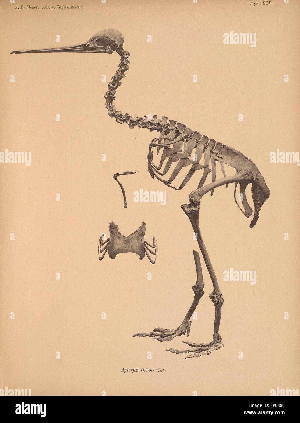 Questa lastra presenta illustrazioni di scheletri di uccelli, fornendo preziosi riferimenti visivi per ornitologi e ricercatori che studiano le strutture scheletriche aviarie e l'anatomia comparata. Foto Stock