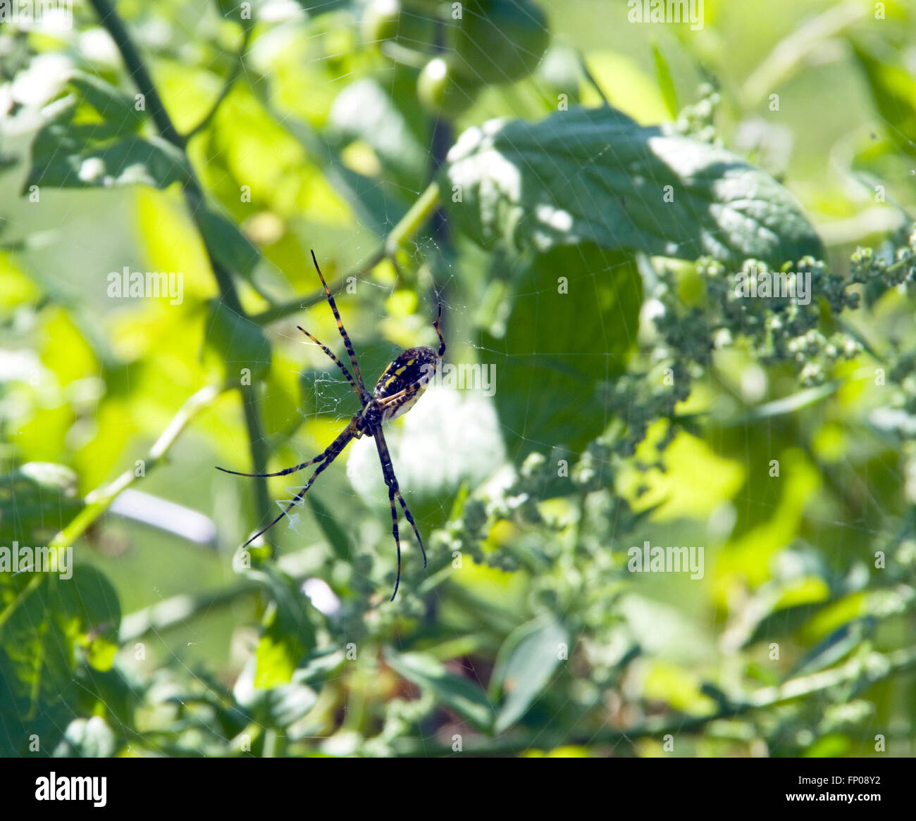 Femmina nero e giallo Giardino Spider, Argiope aurantia Foto Stock