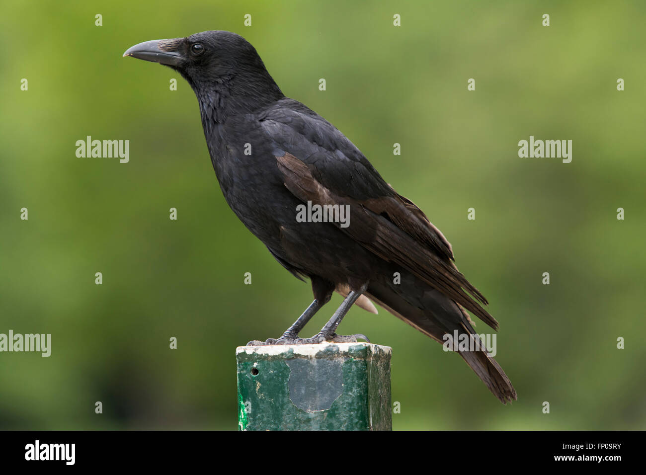 Un singolo Carrion Crow (Corvus corone) arroccato su palo da recinzione, Hampden Park, Eastbourne, East Sussex. Foto Stock