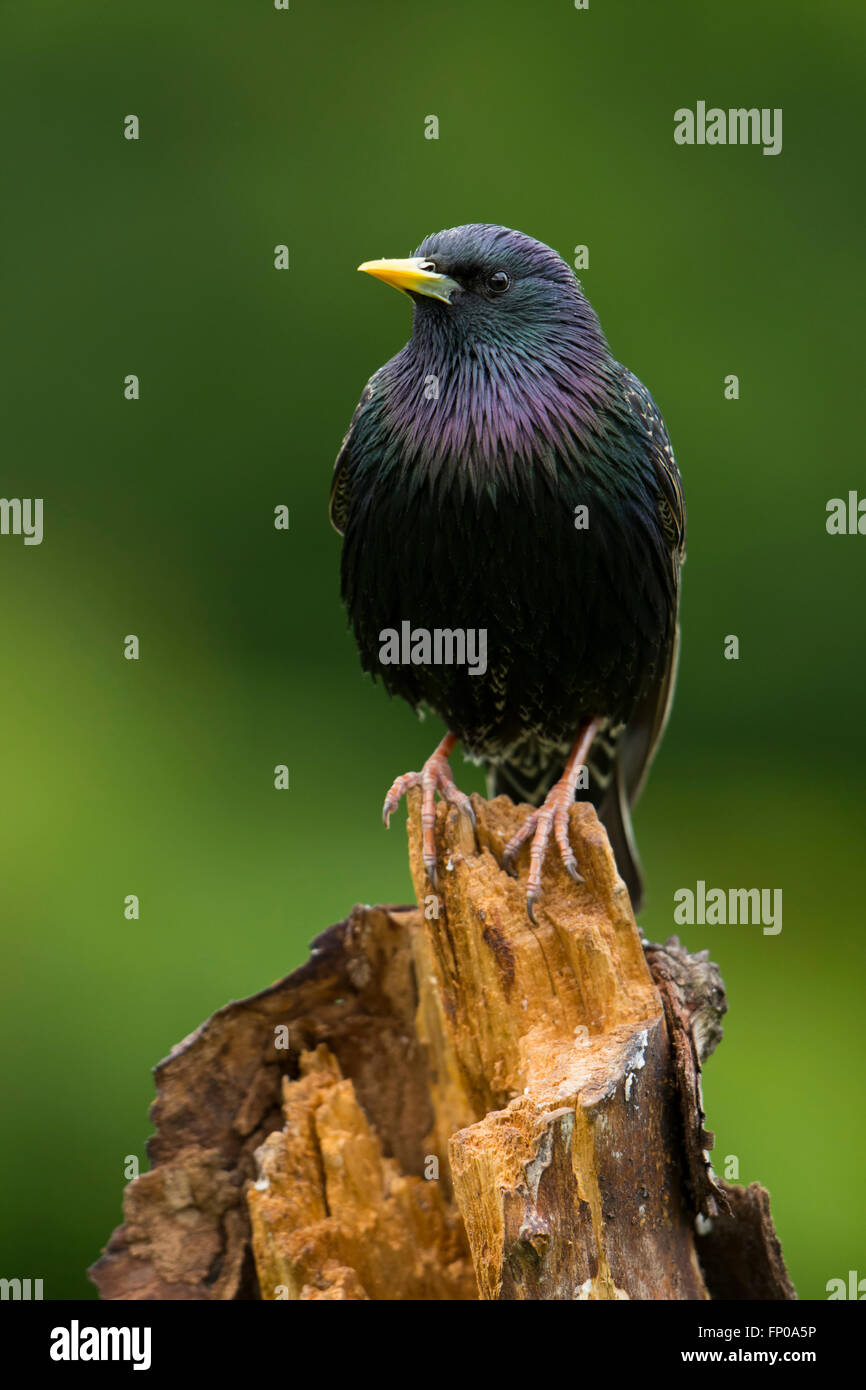 Un adulto comune (Starling Sternus vulgaris) arroccato su un registro che mostra eccellente colorazione estiva contro uno sfondo pulito Foto Stock