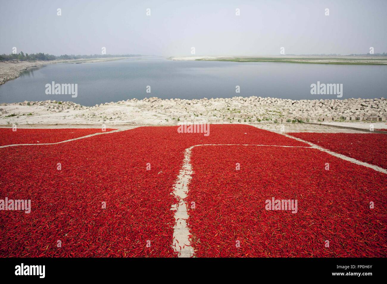 Dacca, Dhaka, Bangladesh. 3 Mar, 2016. Marzo 03, 2016 Bogra, Bangladesh - un peperoncino rosso asciutto sotto il sole nel lato del fiume Jamuna in Bogra. Molte donne che provengono da varie char (Fiume) isola perché essi non hanno molte possibilità di lavorare il motivo del cambiamento climatico. La vita è molto difficile riverside persone in Bangladesh. In questa fabbrica lavorano ogni giorno una donna guadagna quasi USD $1 (BD Taka 75) dopo un funzionamento di 10 ore. La maggior parte dei chili proviene da l'isola di char e questa la principale fonte di reddito in questa zona le persone. Ogni anno la gente lotta con l'erosione del fiume e di alluvione in questa zona. Il char Foto Stock