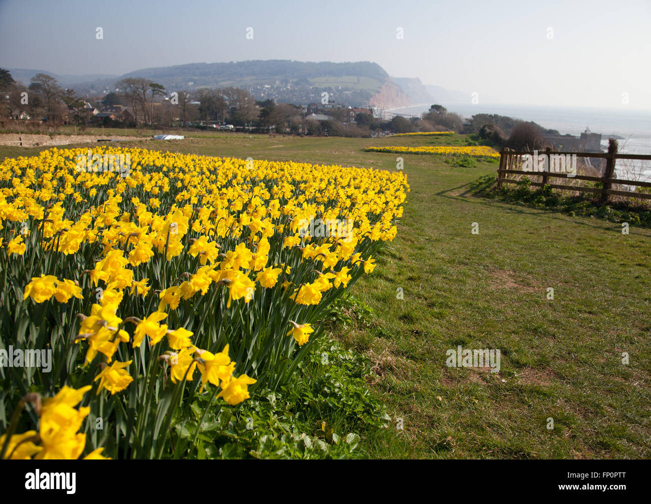 Sidmouth, Regno Unito xiv Mar 16. Un progetto per piantare un milione di lampadine - il morente desiderio di un milionario canadese, è in corso a Sidmouth, nel Devon. Circa 500.000 lampadine sono ora state piantate dai volontari a Sidmouth, nel Devon nel corso degli ultimi tre anni. Investment banker Keith Owen aveva destinato a ritirarsi a Sidmouth, che egli riteneva di essere "l'Inghilterra come è utilizzato per essere", ma scoprendo nel 2007 aveva solo 8 settimane a vivere, a sinistra di £ 2,3 milioni alla città per progetti di interesse locale. © Tony Charnock/Alamy Live News Foto Stock