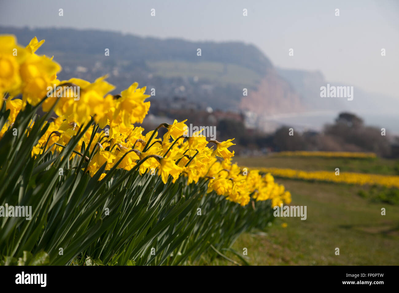 Sidmouth, Regno Unito xiv Mar 16. Un progetto per piantare un milione di lampadine - il morente desiderio di un milionario canadese, è in corso a Sidmouth, nel Devon. Circa 500.000 lampadine sono ora state piantate dai volontari a Sidmouth, nel Devon nel corso degli ultimi tre anni. Investment banker Keith Owen aveva destinato a ritirarsi a Sidmouth, che egli riteneva di essere "l'Inghilterra come è utilizzato per essere", ma scoprendo nel 2007 aveva solo 8 settimane a vivere, a sinistra di £ 2,3 milioni alla città per progetti di interesse locale. © Tony Charnock/Alamy Live News Foto Stock