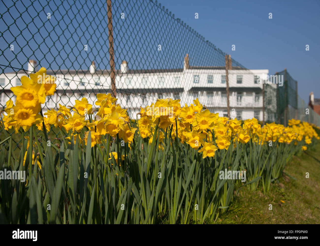 Sidmouth, Regno Unito xiv Mar 16. Un progetto per piantare un milione di lampadine - il morente desiderio di un milionario canadese, è in corso a Sidmouth, nel Devon. Circa 500.000 lampadine sono ora state piantate dai volontari a Sidmouth, nel Devon nel corso degli ultimi tre anni. Investment banker Keith Owen aveva destinato a ritirarsi a Sidmouth, che egli riteneva di essere "l'Inghilterra come è utilizzato per essere", ma scoprendo nel 2007 aveva solo 8 settimane a vivere, a sinistra di £ 2,3 milioni alla città per progetti di interesse locale. © Tony Charnock/Alamy Live News Foto Stock