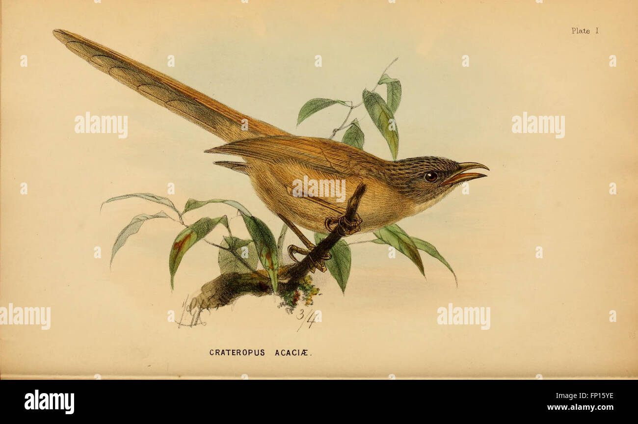 Questa targhetta tratta da un manuale sugli uccelli egiziani presenta illustrazioni dettagliate e descrizioni delle specie di uccelli locali, concentrandosi sulla loro identificazione e sul ruolo ecologico nell'ambiente egiziano. Foto Stock