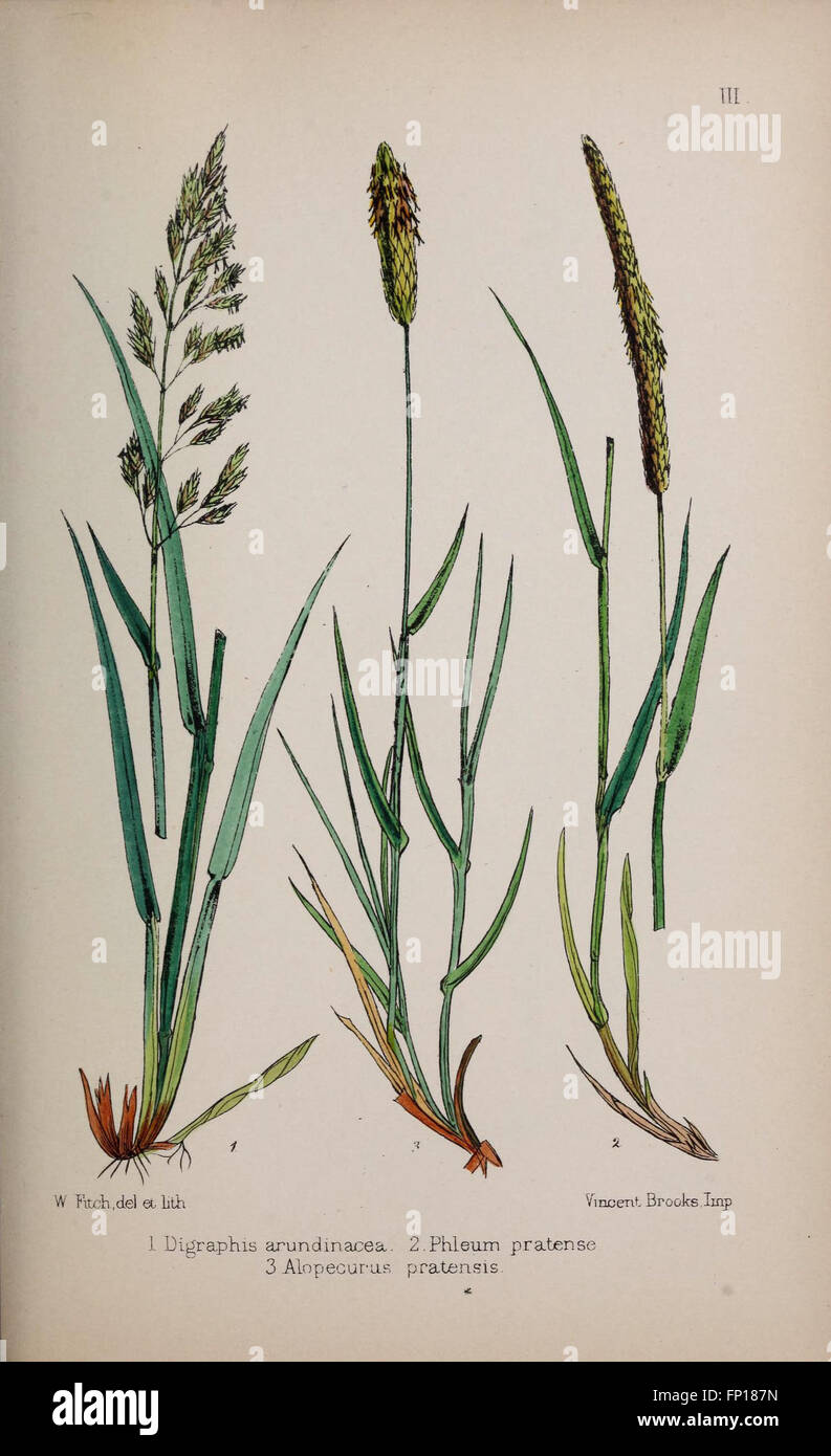 La placca III di "British Grasses" mostra una varietà di specie di erba native della Gran Bretagna, descrivendo in dettaglio le loro caratteristiche, gli habitat e il significato ecologico negli ecosistemi britannici. Foto Stock