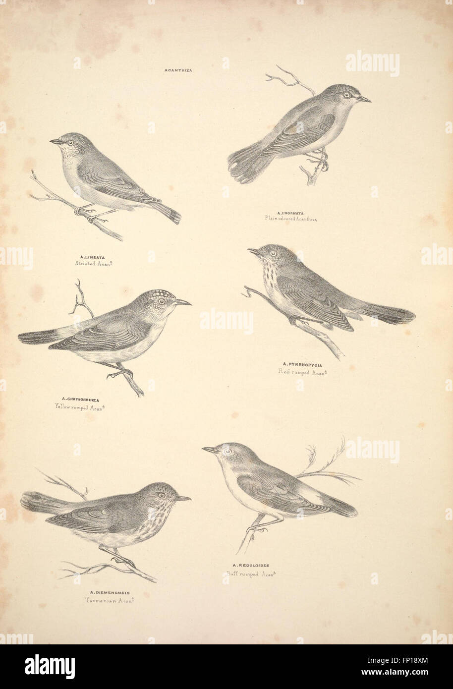 Questo lavoro complementare al Gould's Handbook offre una sinossi degli uccelli australiani, fornendo descrizioni e classificazioni di varie specie con illustrazioni. È un riferimento essenziale per il birdwatching e gli studi ornitologici in Australia. Foto Stock Questo lavoro complementare al Gould's Handbook offre una sinossi degli uccelli australiani, fornendo descrizioni e classificazioni di varie specie con illustrazioni. È un riferimento essenziale per il birdwatching e gli studi ornitologici in Australia. Foto Stock