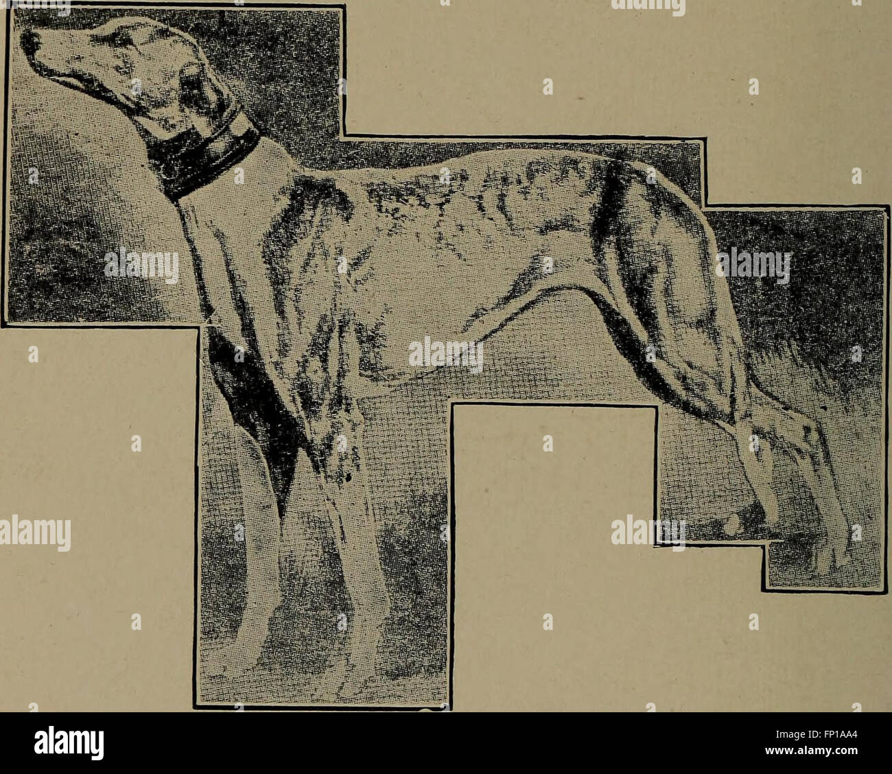 "Cani di tutte le nazioni" (1903) è un'opera letteraria che presenta poesie e prosa dedicate a varie razze di cani in tutto il mondo. Esplora le caratteristiche uniche e il significato culturale dei cani in diversi paesi. Foto Stock