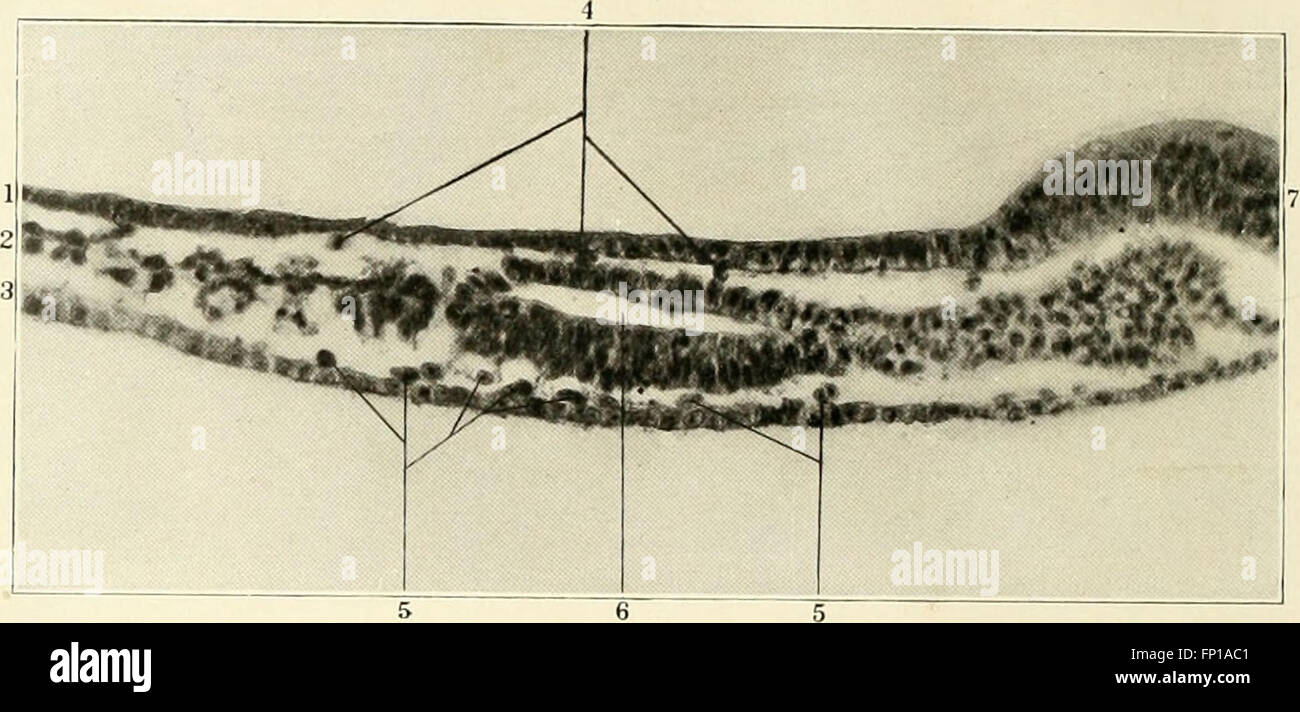 Le prime fasi di vasculogenesi in cat (Felis domestica) con particolare riferimento all'origine mesenschymal di endotelio (1914) Foto Stock