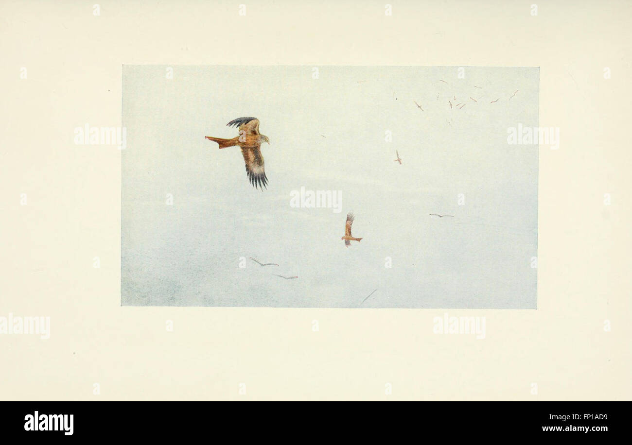 Questo lavoro mette in evidenza le diverse specie di uccelli presenti nella valle del Nilo, con particolare attenzione a quelle comunemente viste in Egitto. Fornisce informazioni dettagliate sulle loro abitudini, habitat e ruolo nell'ecosistema. Foto Stock