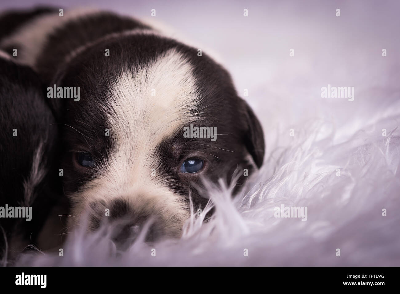 Bianco e nero cucciolo neonato posa su una coperta di fuzzy con occhi appena aperto Foto Stock