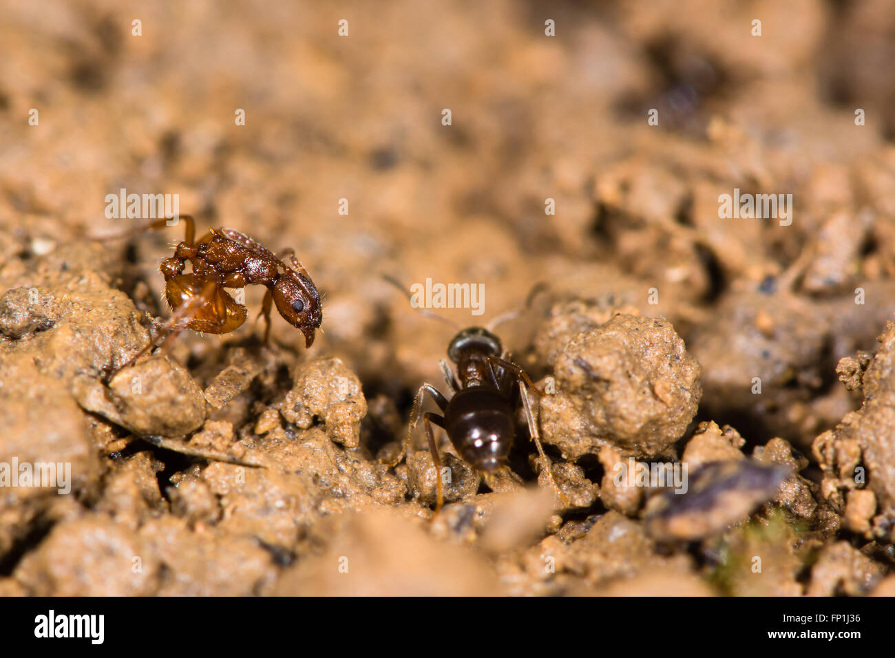 Comuni della red ant (Myrmica rubra) e piccoli black ant (Lasius nigra). Un rosso ant adotta una posizione difensiva Foto Stock