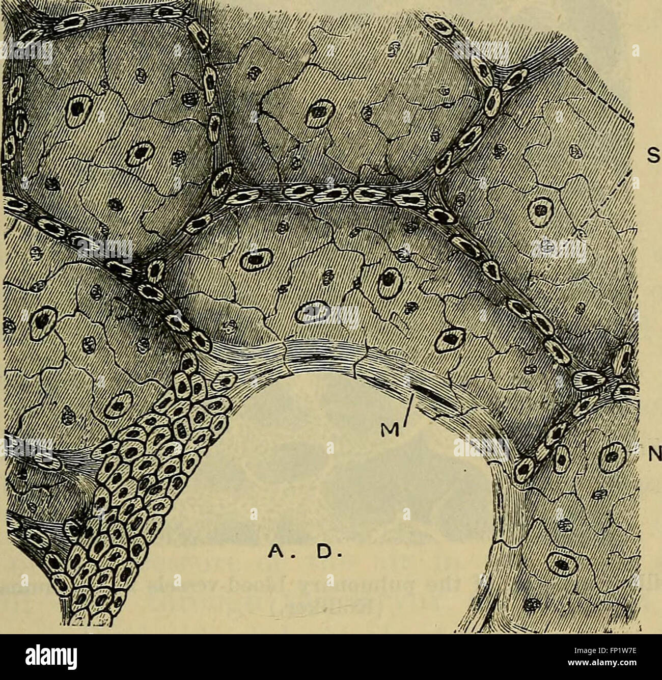 Il *manuale di fisiologia* (1892) è un riferimento completo per comprendere i processi fisiologici umani, con spiegazioni dettagliate di sistemi come circolatorio, respiratorio e nervoso. Foto Stock