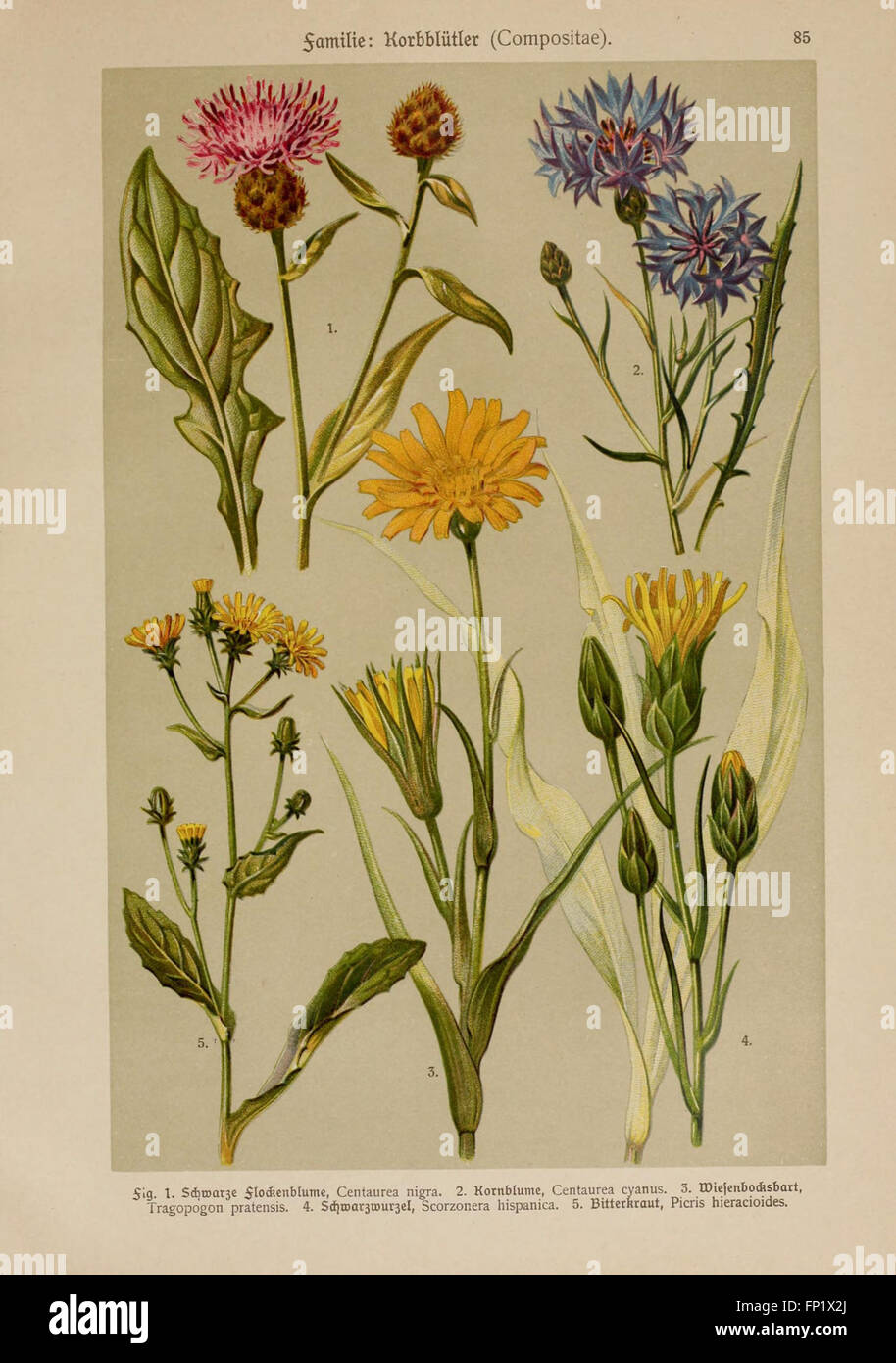 Hoffmann-Dennert botanischer Bilderatlas (TAF. 85) Foto Stock