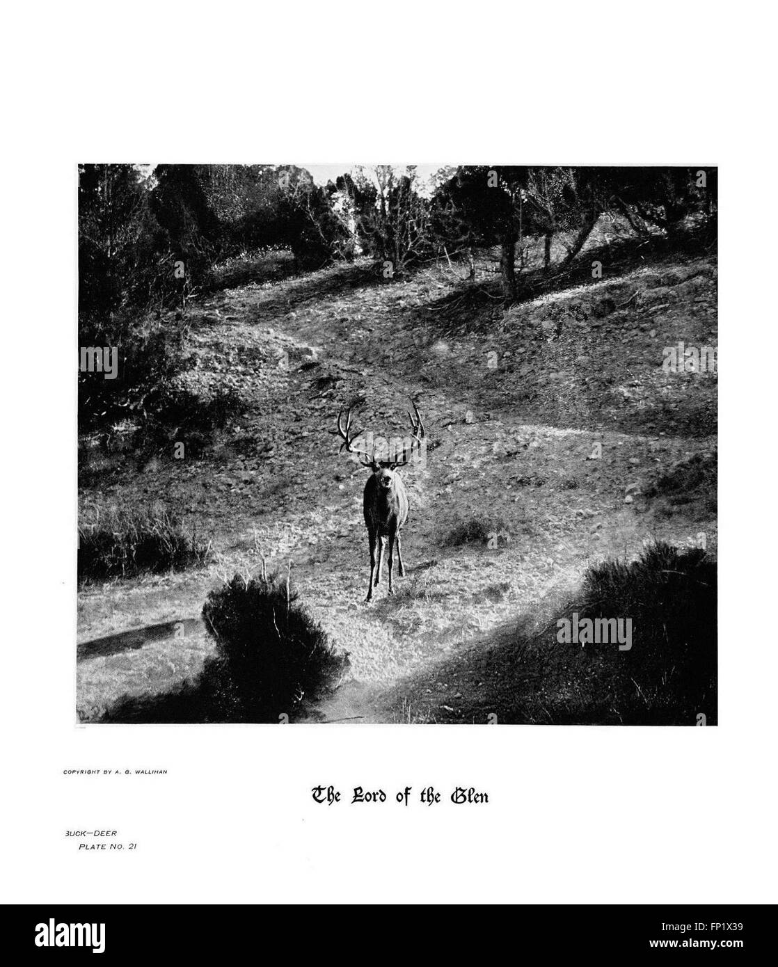 Questo lavoro mostra dettagliate raffigurazioni fotografiche di zoccoli, artigli e corna di vari animali trovati nelle Montagne Rocciose, tra cui un'attenzione particolare alle specie di cervi. Foto Stock