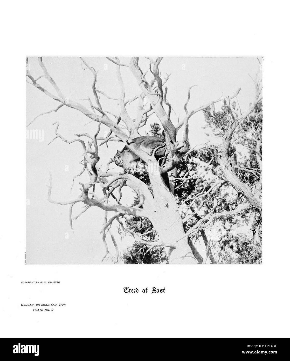 Questo piatto illustra i caratteristici zoccoli, artigli e corna di vari animali nativi delle Montagne Rocciose, tra cui il puma, noto anche come il leone di montagna. L'immagine offre uno sguardo approfondito alle caratteristiche fisiche uniche di queste creature, che sono adattate all'ambiente di montagna duro. Foto Stock