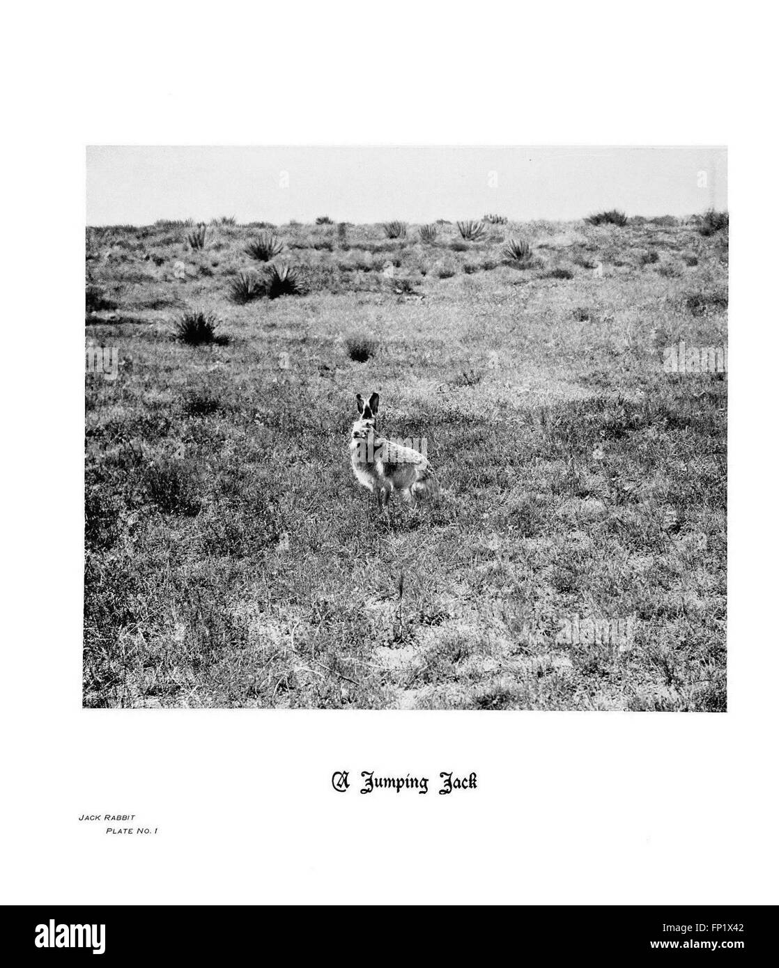 Questa collezione fotografica intitolata *Hoofs, Claws, and Antlers of the Rocky Mountains* mostra la variegata fauna selvatica delle Montagne Rocciose, concentrandosi sugli animali con zoccoli, artigli e corna, catturati con immagini mozzafiato. Foto Stock