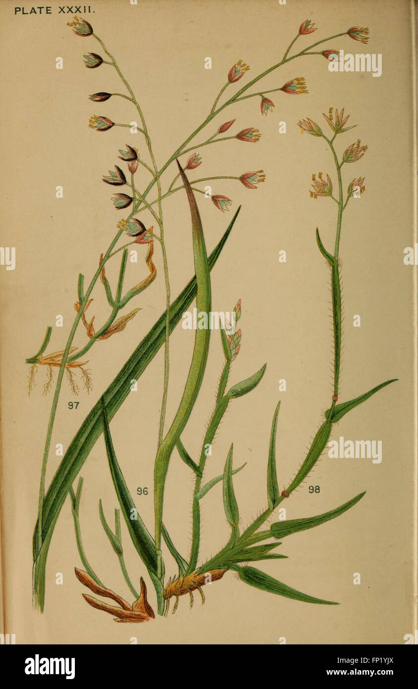 Manuale delle erbe britannico (piastra XXXII) Foto Stock