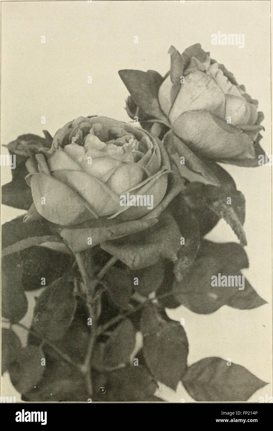 Il catalogo generale 1910 della Mount Hope Nurseries, fondato nel 1840, offre un'ampia selezione di piante, alberi e arbusti in vendita, mostrando l'offerta del vivaio e la competenza agricola. Foto Stock