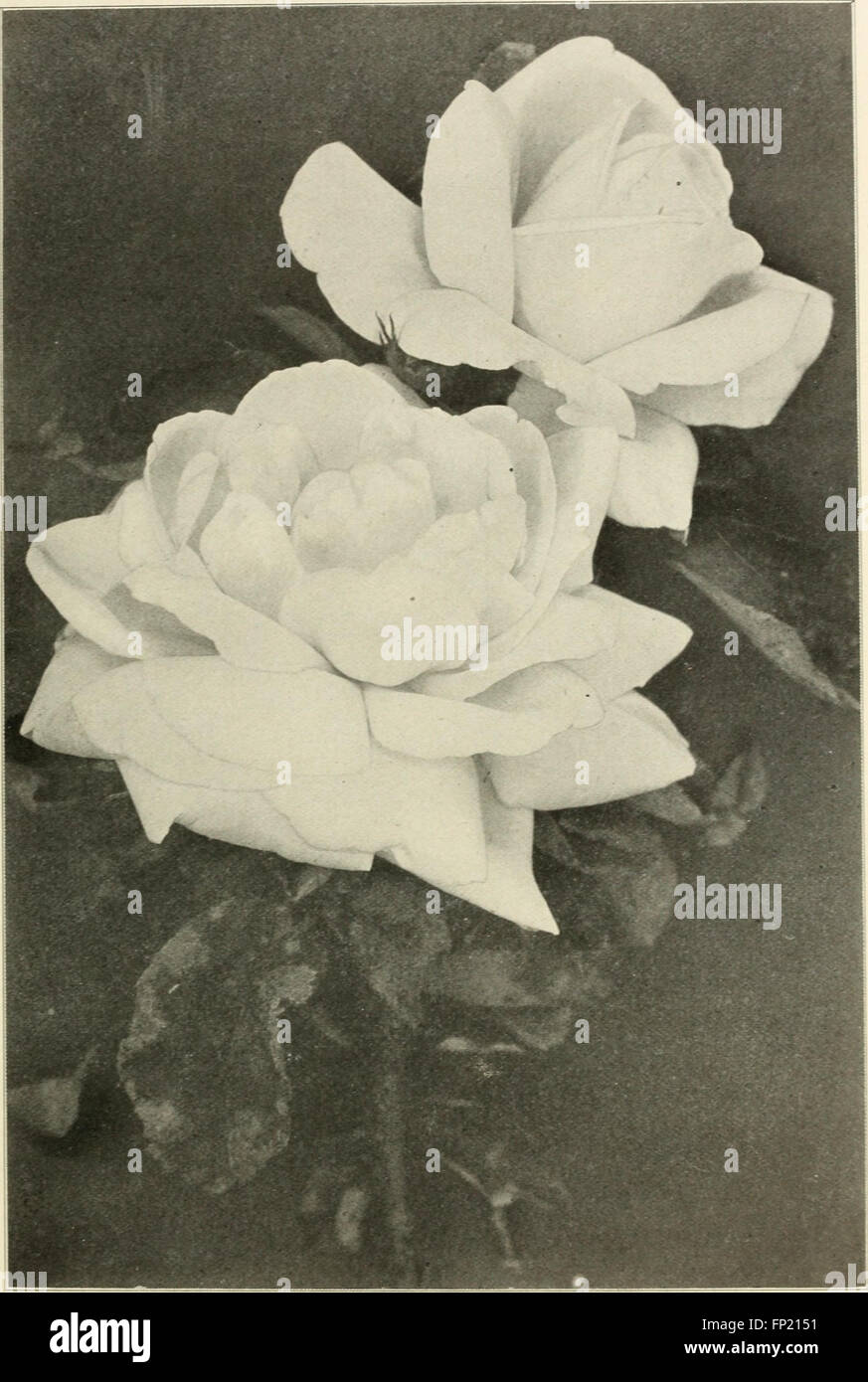 Il catalogo generale del 1910 del Mount Hope Nurseries, istituito nel 1840, elenca una grande varietà di piante, tra cui alberi, arbusti e fiori disponibili per la coltivazione. Foto Stock