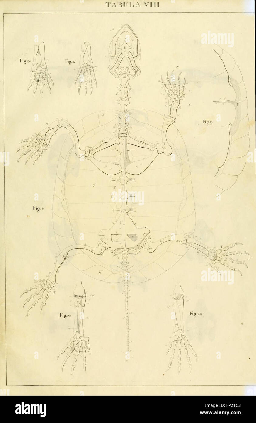 La placca VIII di Anatome Testudinis Europaeae raffigura le caratteristiche anatomiche dettagliate della tartaruga europea, contribuendo allo studio dell'anatomia rettile e fornendo informazioni sulla fisiologia delle tartarughe. Foto Stock