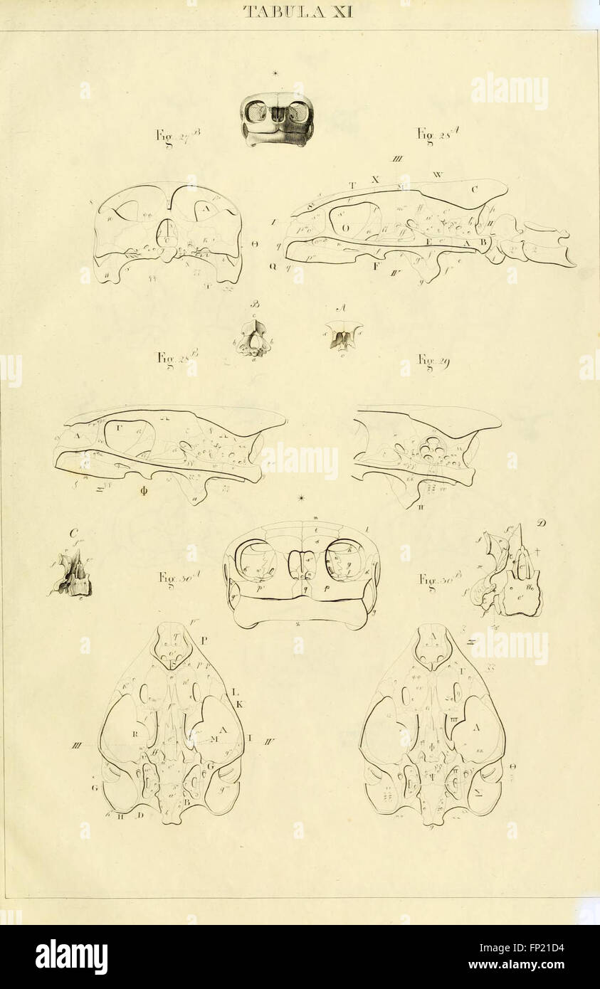 Questa targa dell'anatomia della tartaruga europea offre illustrazioni dettagliate dell'anatomia della tartaruga, concentrandosi sulla sua struttura scheletrica, sugli organi interni e sulla composizione biologica complessiva. Foto Stock