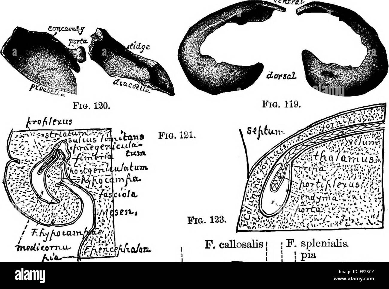 Questo lavoro del 1886 introduce la tecnologia anatomica applicata al gatto domestico, collegando l'anatomia umana, veterinaria e comparata per comprendere meglio la fisiologia del gatto in un contesto più ampio di anatomia animale. Foto Stock