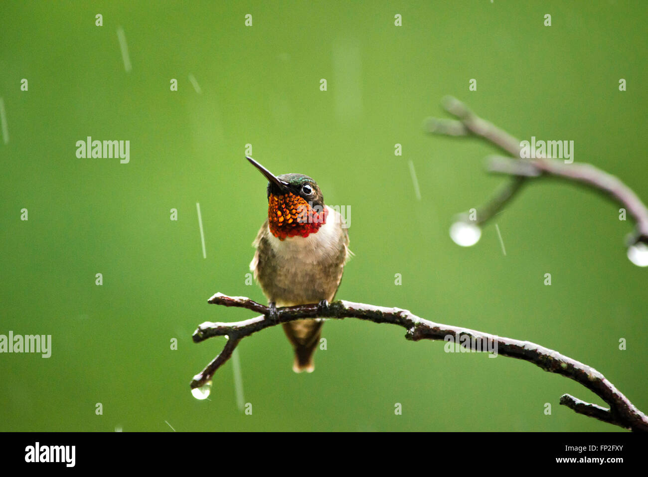 Hummingbird maschio sul pesce persico in estate con doccia a pioggia. Foto Stock