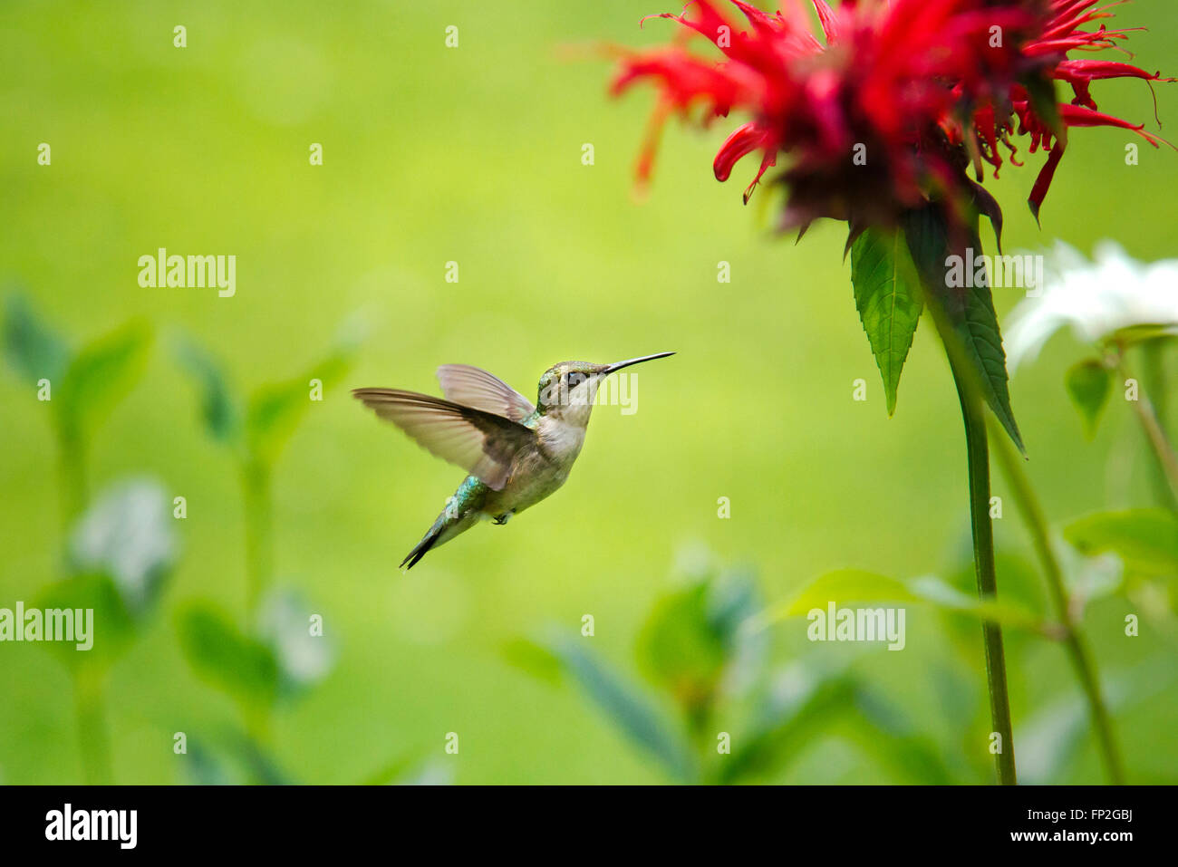 Piccolo hummingbird in volo con fiore. Foto Stock