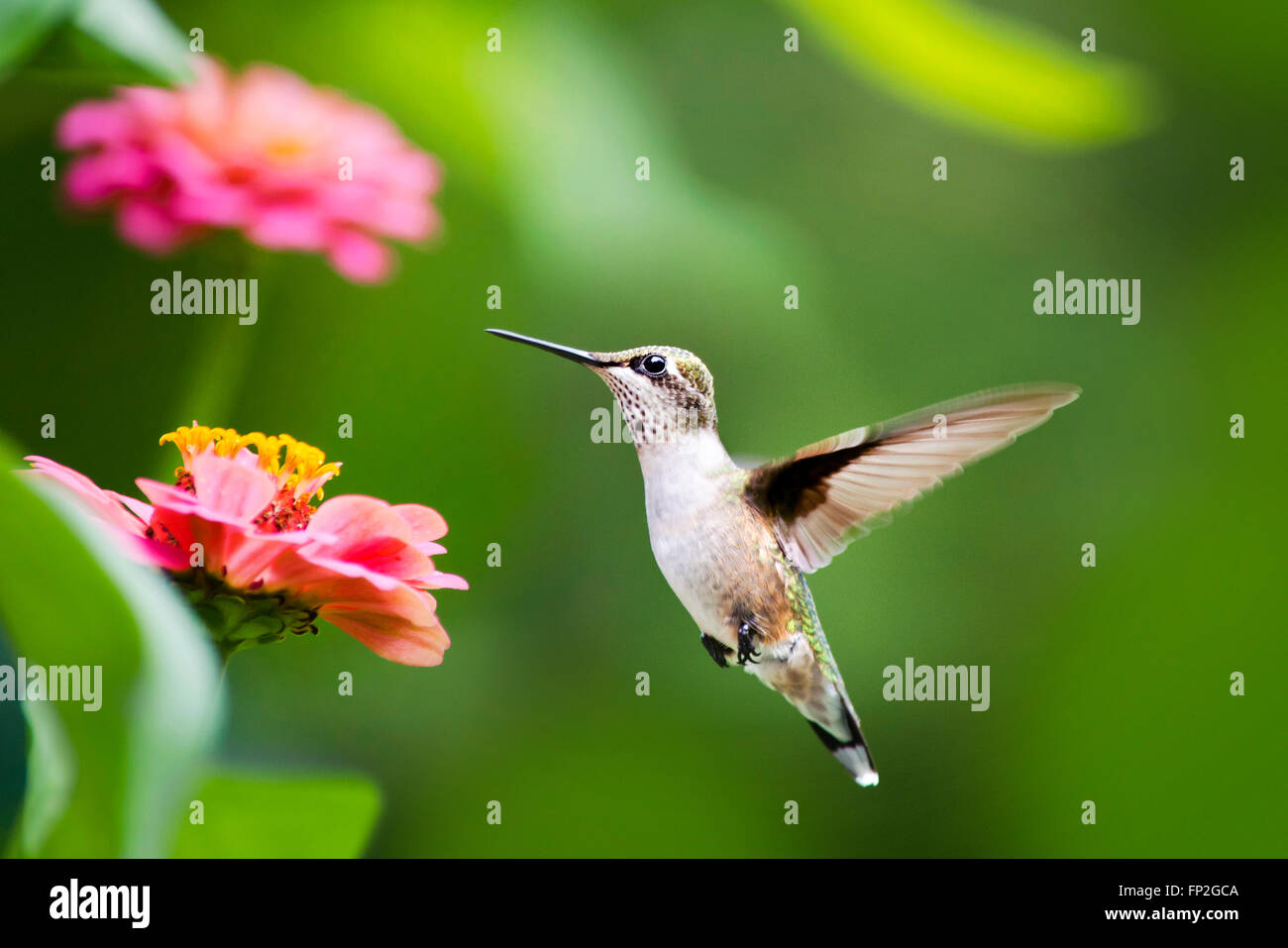 Hummingbird battenti con fiori nel giardino estivo. Foto Stock