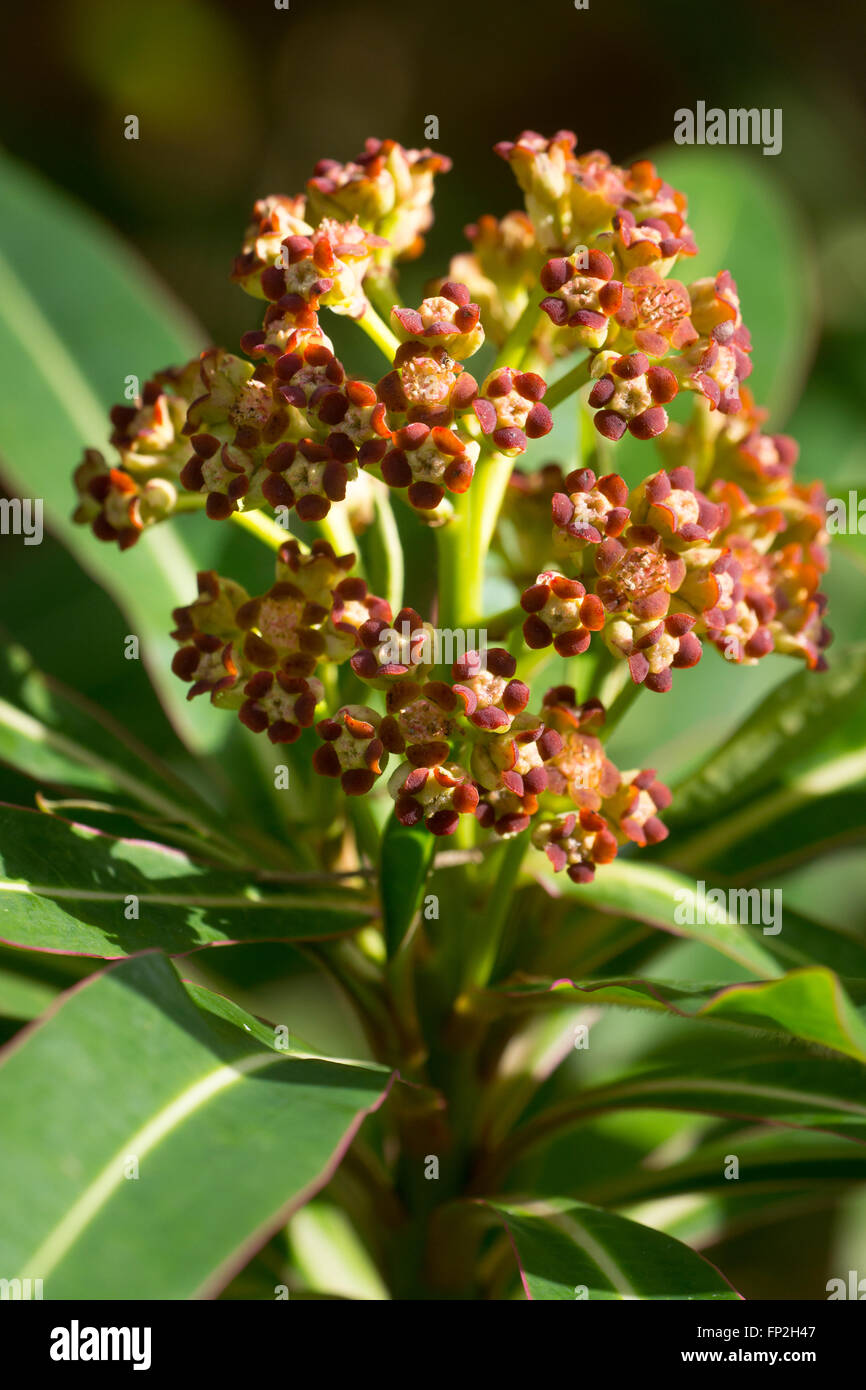 Chiudere su di un fiore testa della evergreen miele bush, Euphorbia mellifera Foto Stock