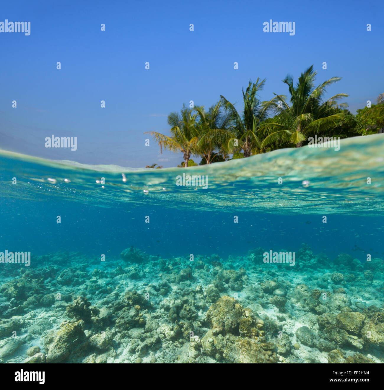 La fotografia subacquea con isola tropicale Foto Stock