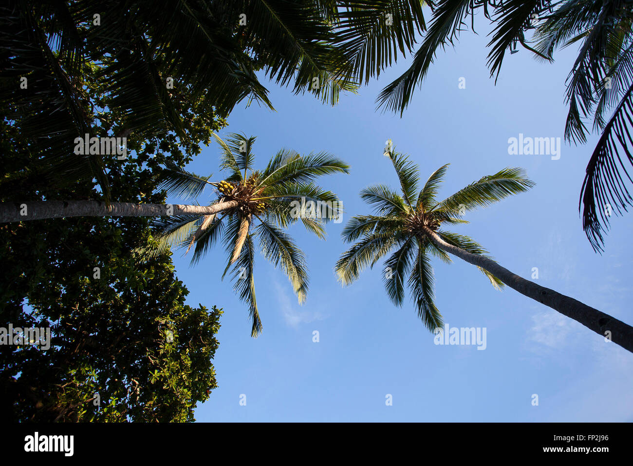 Un albero di palma insieme contro un cielo blu sull'isola tropicale di Tioman, Malaysia. Foto Stock