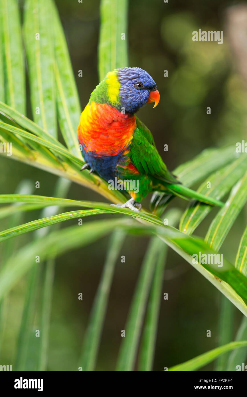 Rainbow Lorikeet arroccato su una canna d'Oro Palm Beach New South Wales AUSTRALIA Foto Stock