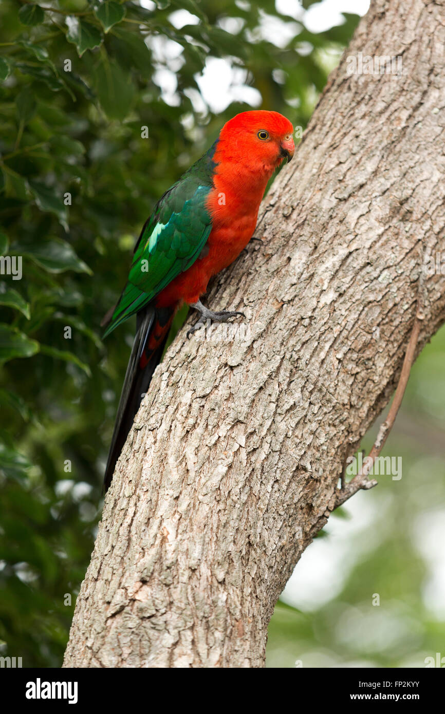 Australian King-Parrot appollaiato su un tronco di albero di Palm Beach New South Wales AUSTRALIA Foto Stock