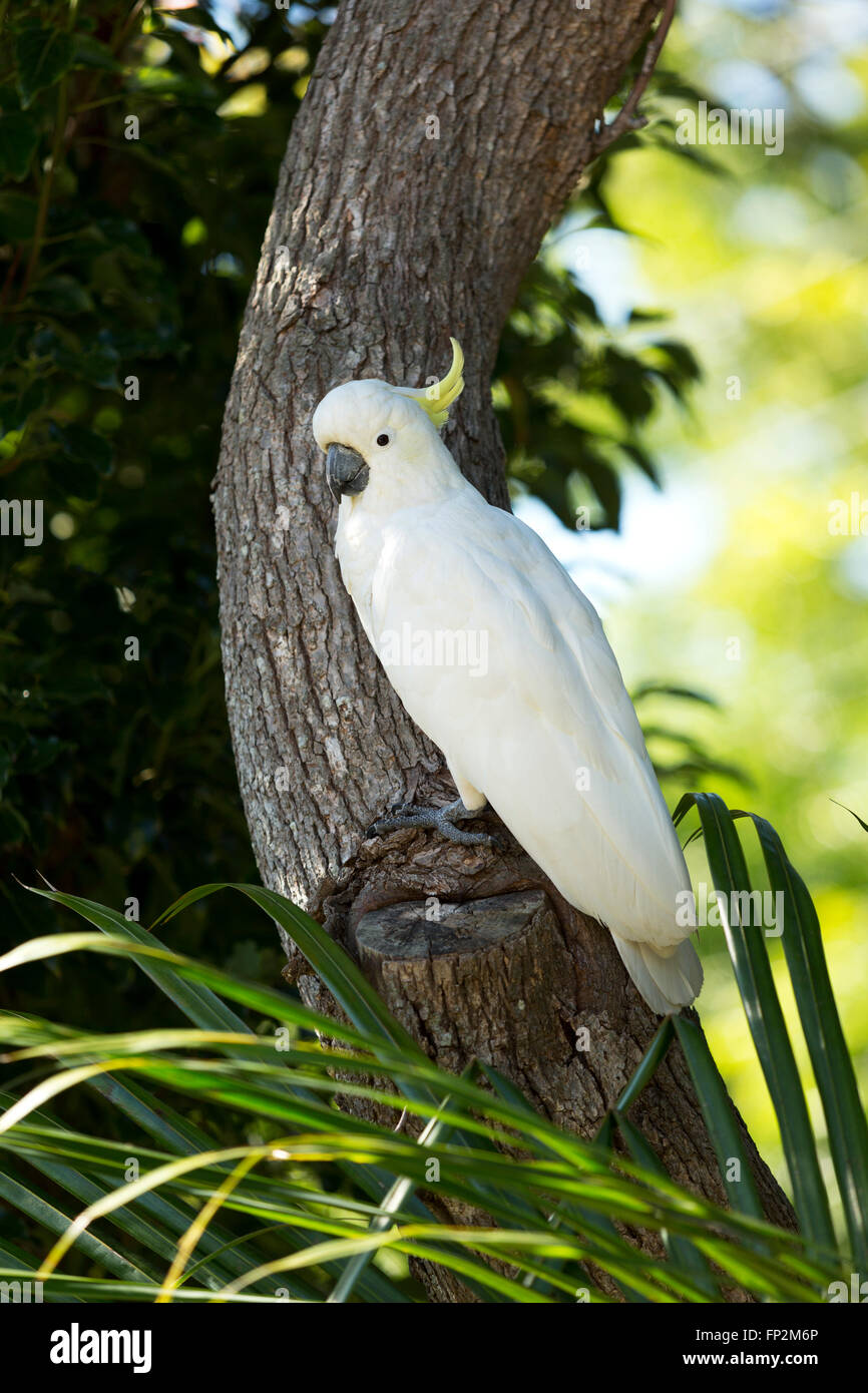 Sulfur-Crested Cacatua appollaiato su un tronco di albero Palm Beach New South Wales AUSTRALIA Foto Stock