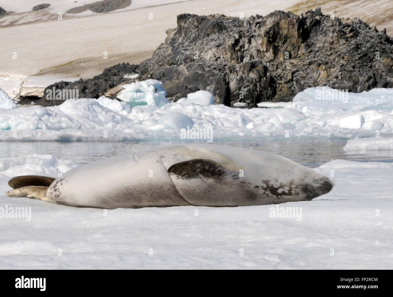 E' una foca Crabeater (carcinophaga Lobodon carcinophagus o) sale sulla sua schiena su un glaçon nella speranza Bay. Speranza Bay, Trinità Penisola Antartica, Pe Foto Stock