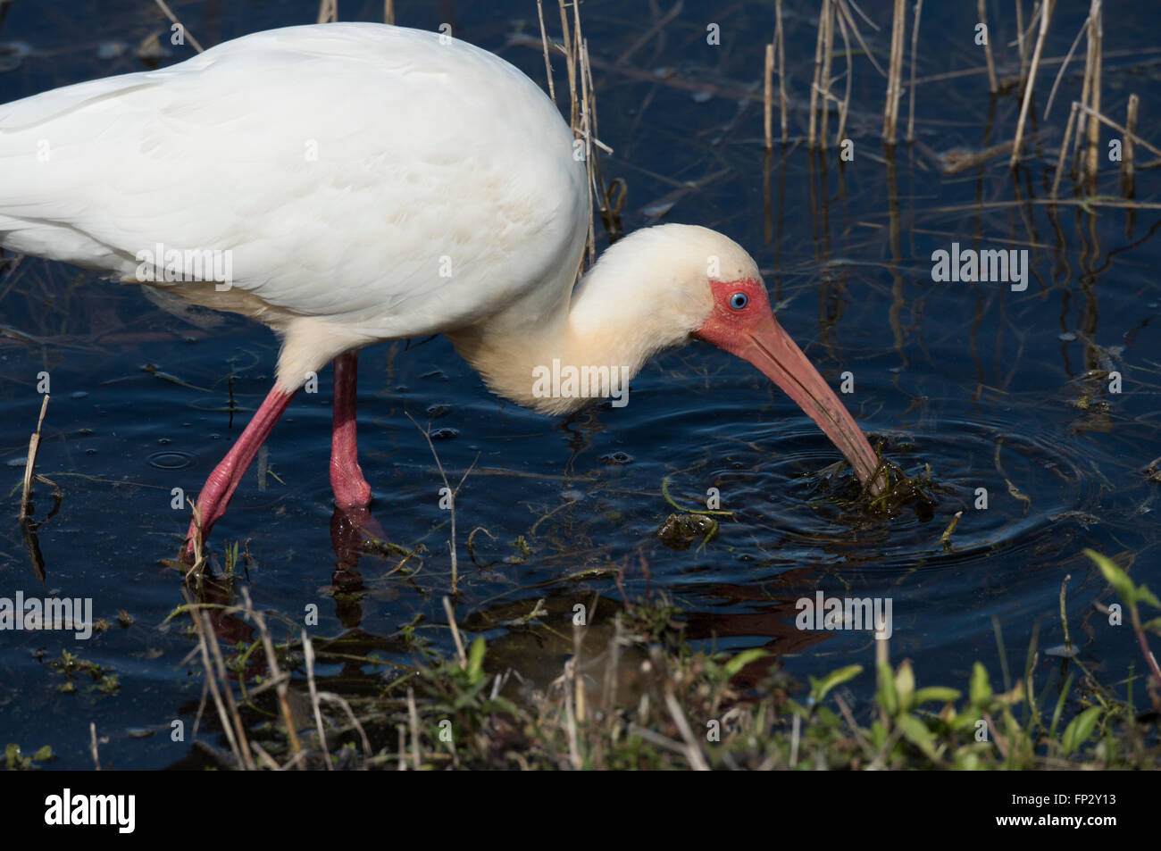 White Ibis alimentando in acqua fresca marsh Foto Stock