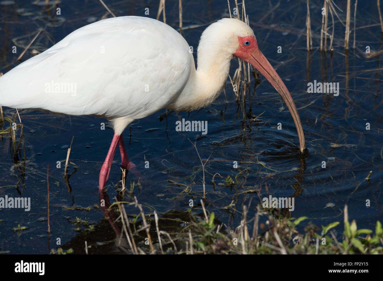 White Ibis alimentando in acqua fresca marsh Foto Stock