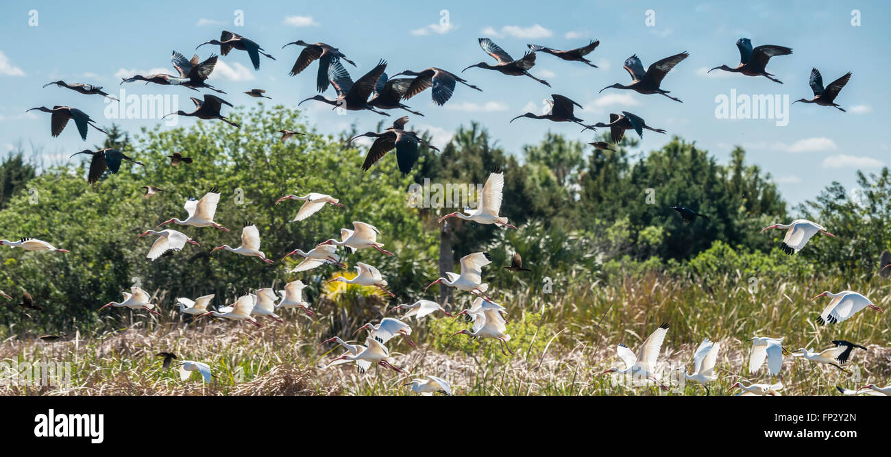 Branchi di contrasto del bianco e Ibis ibis lucido gli Uccelli prendono il volo, volare in strati Foto Stock