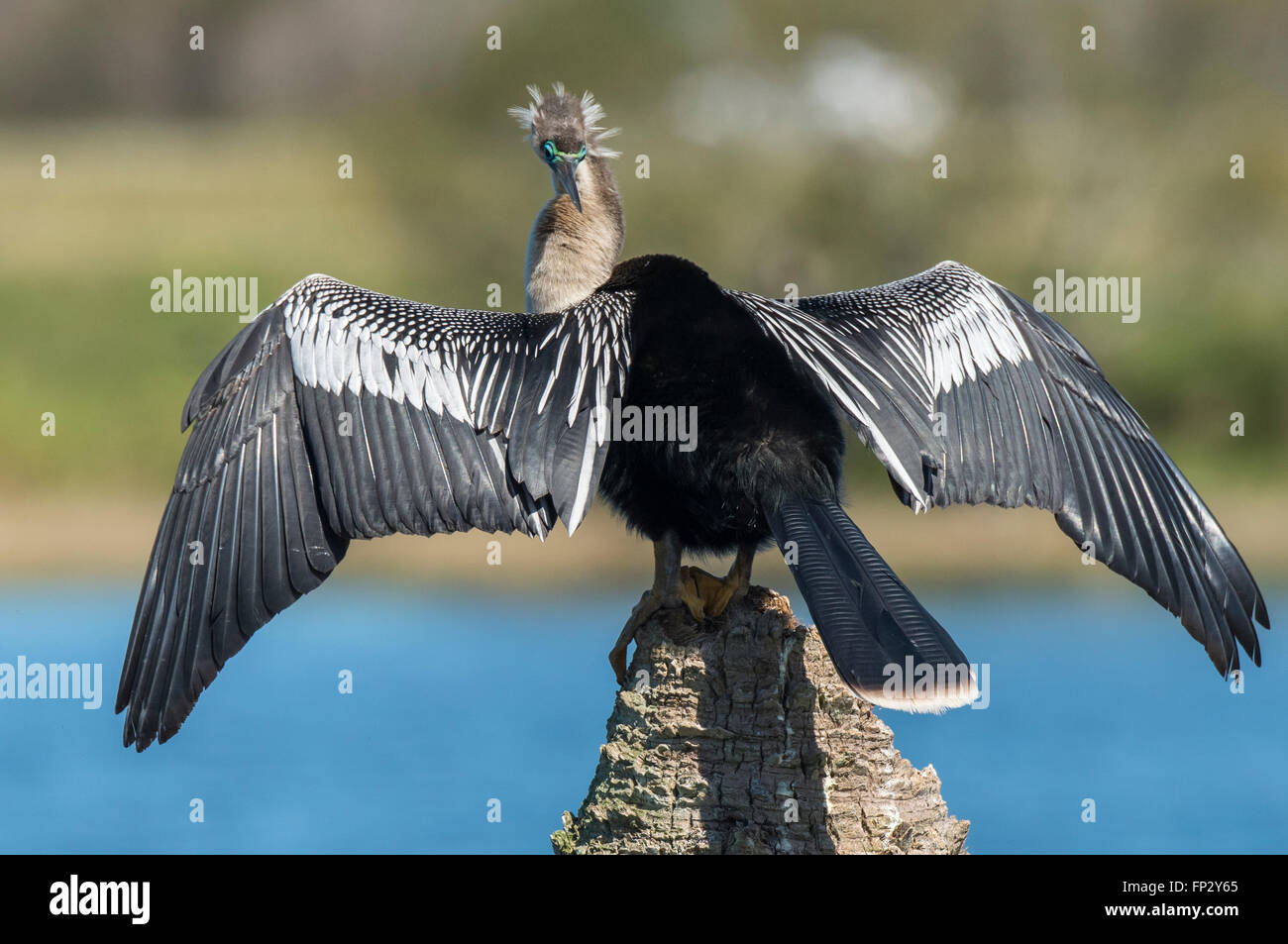 Anhinga maschio, Snake uccello, o acqua in Turchia con piumaggio di allevamento Foto Stock
