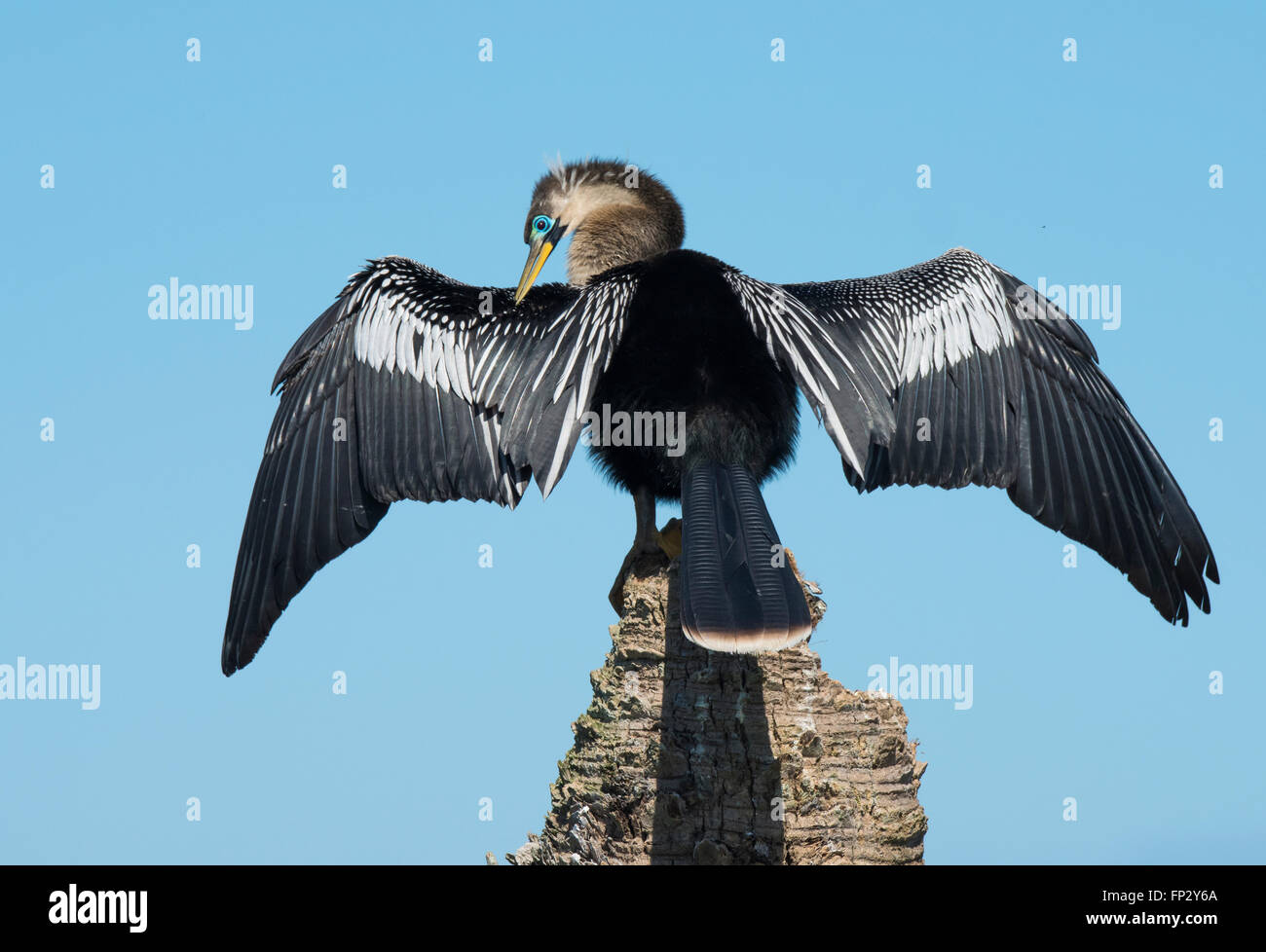 Anhinga maschio, Snake uccello, o acqua preening Turchia il suo piumaggio di allevamento Foto Stock