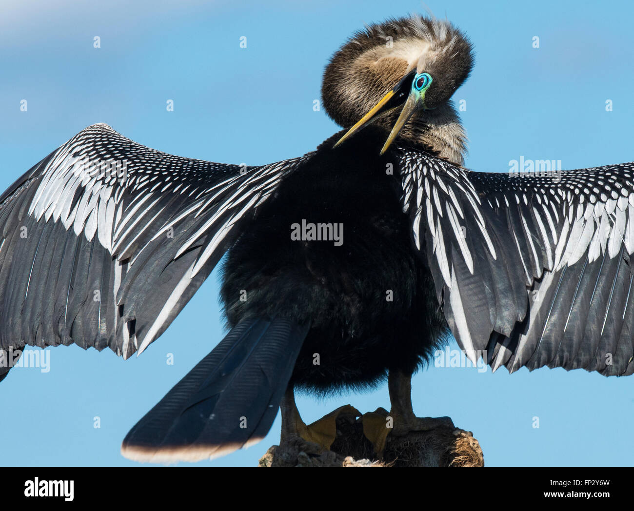 Anhinga maschio, Snake uccello, o acqua preening Turchia il suo piumaggio di allevamento Foto Stock