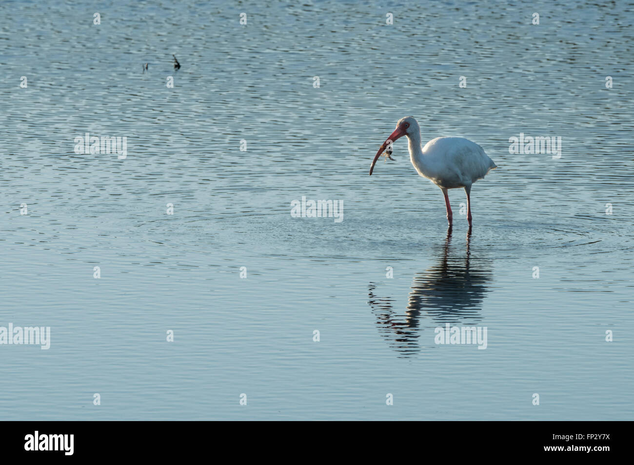 Ibis bianco con piccoli granchi catture in tidal flats a Merrit Island National Wildlife Refuge Foto Stock
