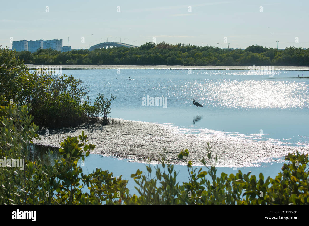 Airone blu guadare in palude poco profonda acqua a Merrit Island National Wildlife Refuge Foto Stock