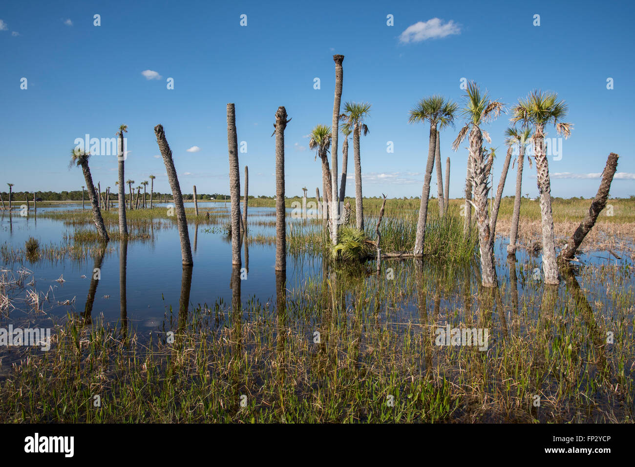 Inondati Sable palmetto in testa uomo fatto di preservare le zone umide a Viera, FL Foto Stock