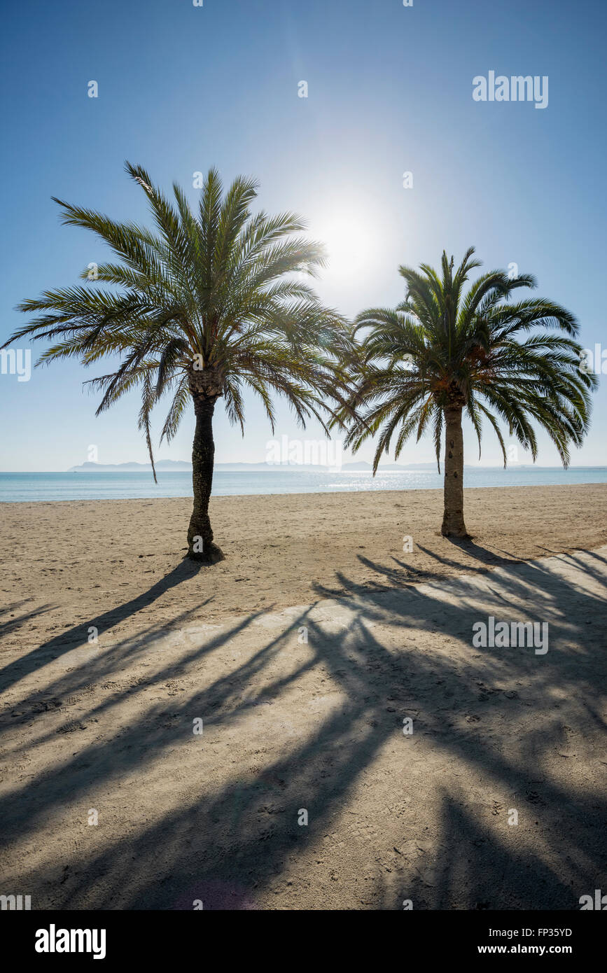 Spiaggia con palme, Can Picafort, Baia di Alcudia, Maiorca, isole Baleari, Spagna Foto Stock