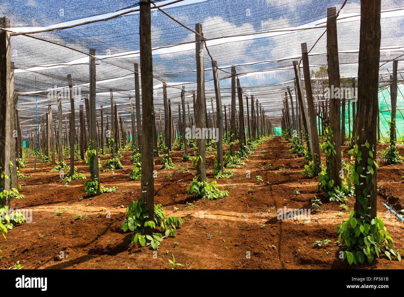 La piantagione di pepe in Senmonorom, Sen Monorom, zone di Mondulkiri Provincia, Cambogia Foto Stock